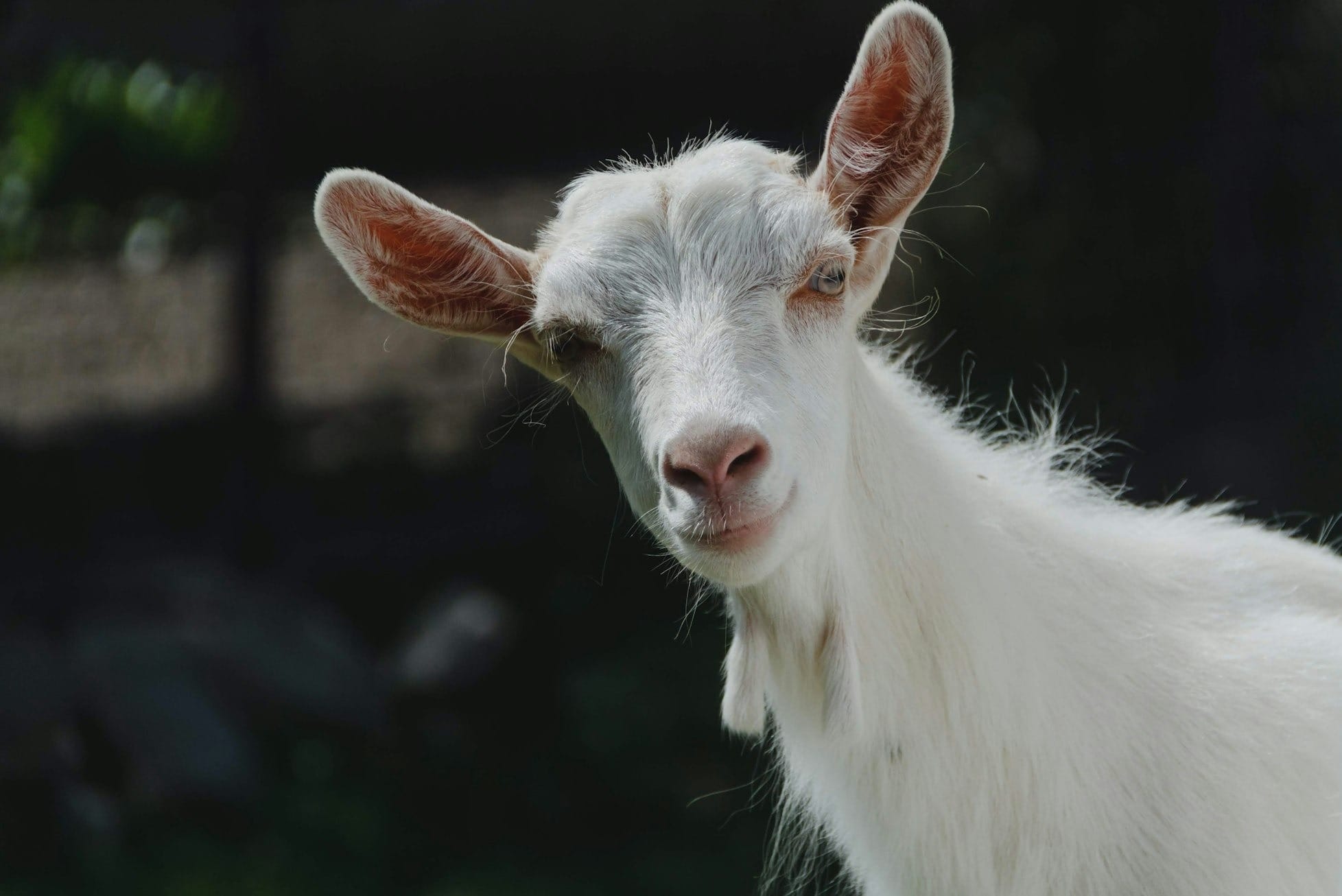 white goat