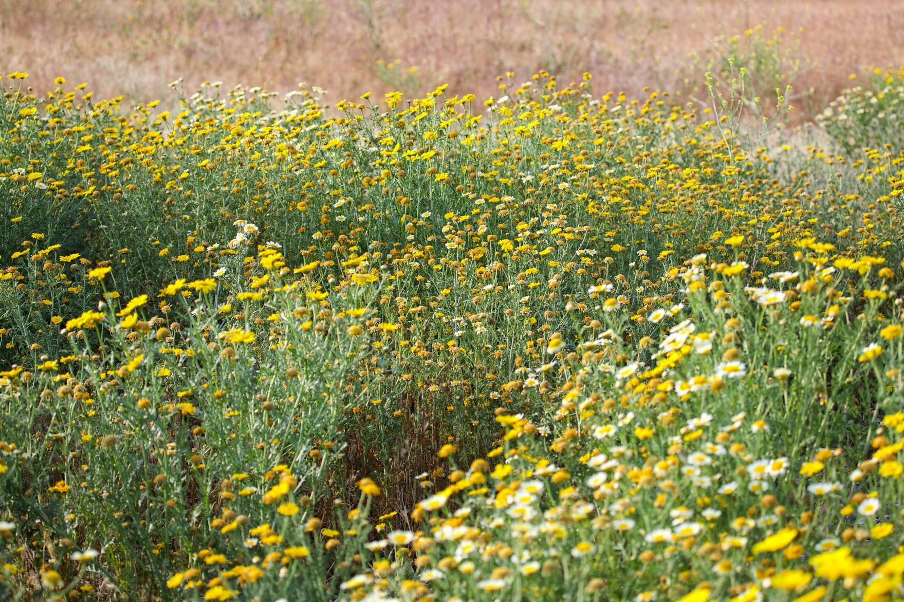 A field full of yellow and white flowers